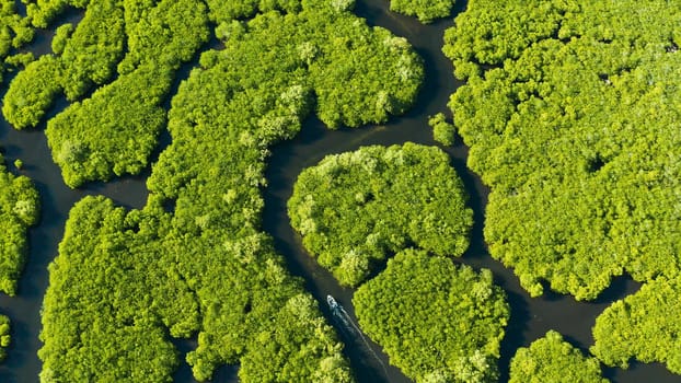 Aerial view of rivers in tropical mangrove forests. Mangrove landscape, Siargao,Philippines.