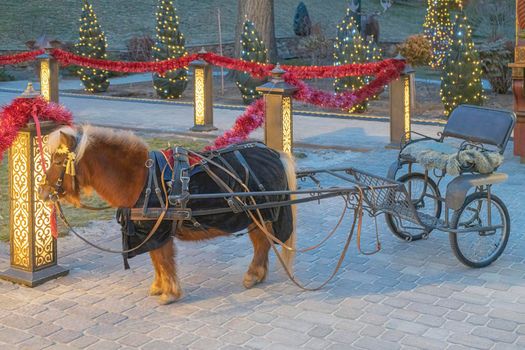 pony with a cart in an amusement park. High quality photo