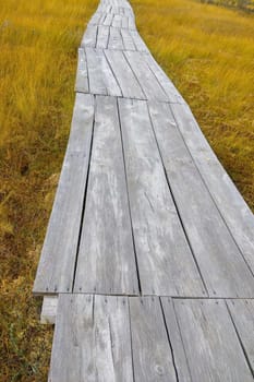 Wooden path in the swamp in autumn