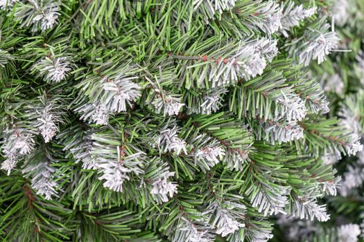 pine branch with a cone close up against the blue sky. High quality photo