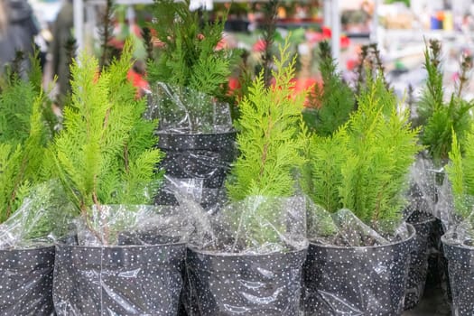 seedlings of coniferous trees in pots on the shelves in the shopping center. High quality photo