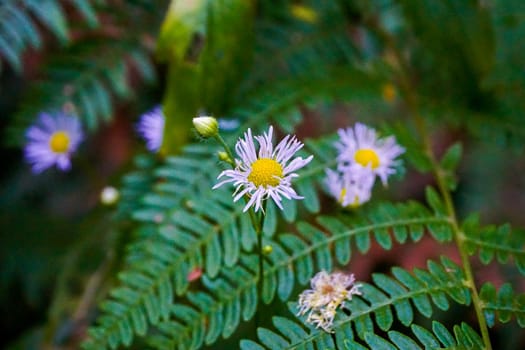 Close-up of Erigeron annuus flower blossoms spotted in nature