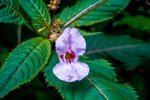 Beautiful blossom of a rosy Impatiens glandulifera flower