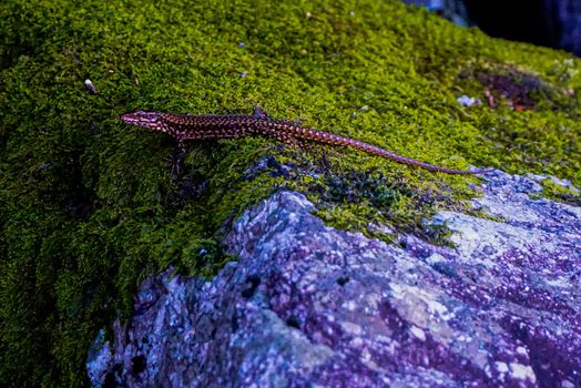 Close-up of common wall lizzard Podarcis muralis on a mossy stone