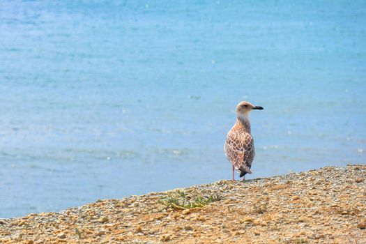 A lone white gull on the coastal sand. High quality photo