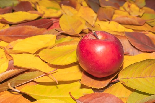 red Apple on yellow autumn leaves close up as background. High quality photo