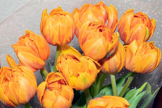 bouquet of orange tulips in a wrapper close-up. High quality photo
