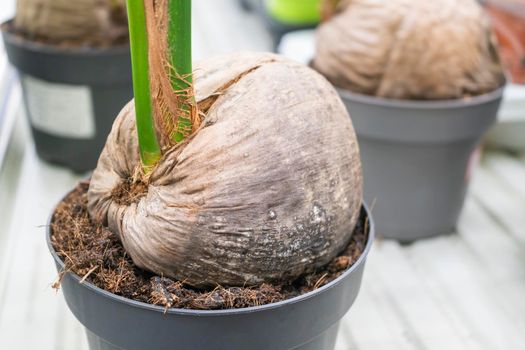 sprouted coconut in a flower pot on a store shelf. High quality photo