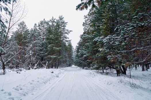 winter road in a snow-covered pine forest. High quality photo