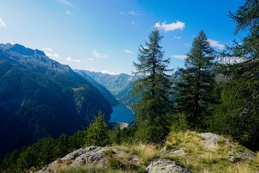 Panoramic view on the Lago del Sambuco with two larch trees