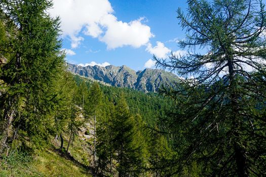 The Pizzo Campo Tencia mountain range framed by larch trees