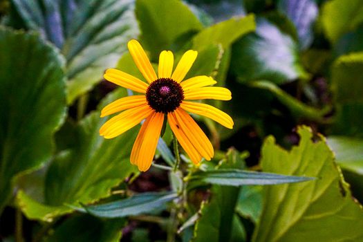 Yellow and brown blossom of a Rudbeckia hirta flower