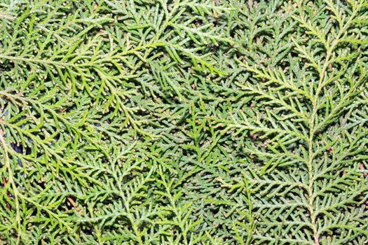 green branches of thuja as background close-up. High quality photo