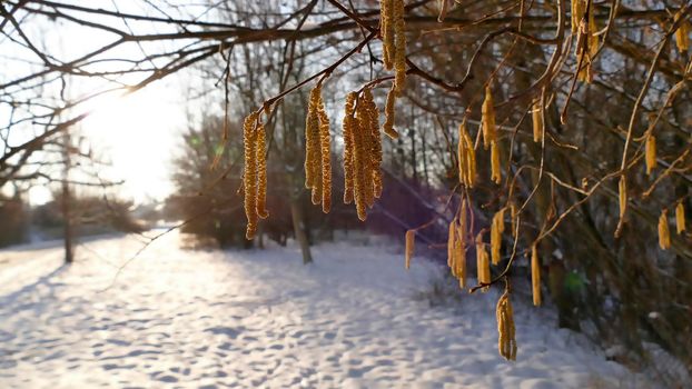 Hazelnut blossom in Germany in wintertime