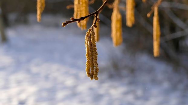 Hazelnut blossom in Germany in wintertime