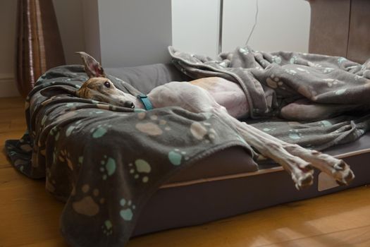 Adorable pet greyhound pricks her ears and looks straight at the camera. Whilst lying on her side in a luxury bed with blankets and stretching.