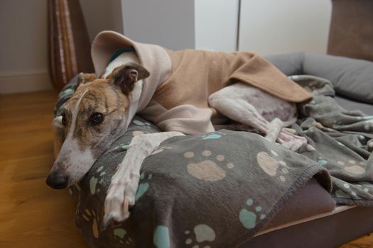 Wide angle close up of an adopted pet greyhounds face as she wears warm fleece pyjamas in a luxury dog bed. For winter warmth due to short fur.
