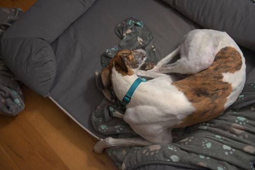 Left hand side copy space next to this large adopted pet greyhound who sleeps in her grey dog bed with blankets. Blue collar and color toned image