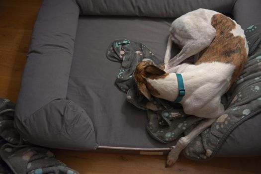 Domestic scene with a large sleeping pet dog in her bed, copy space to the left hand side, and a wooden oak flooring background. Warm house interior