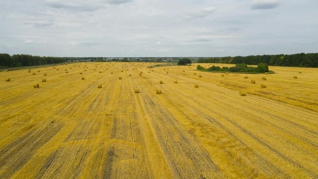 Aerial view of a mowed field of wheat with abandoned sheaves of straw. Wheatfield with sheaves after harvest.