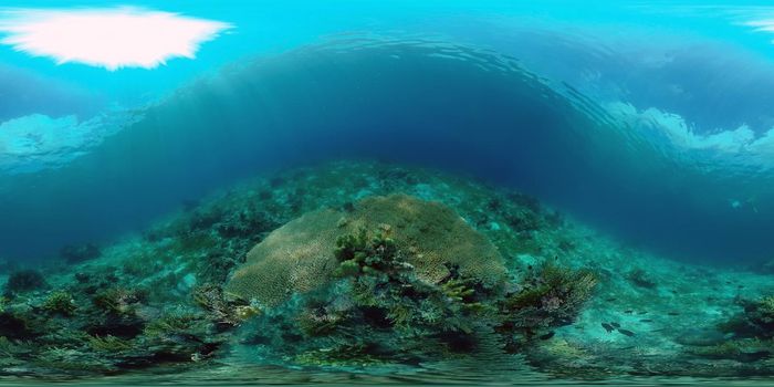 Underwater Scene Coral Reef. Underwater sea fish. Tropical reef marine. Colourful underwater seascape. Philippines. Virtual Reality 360.