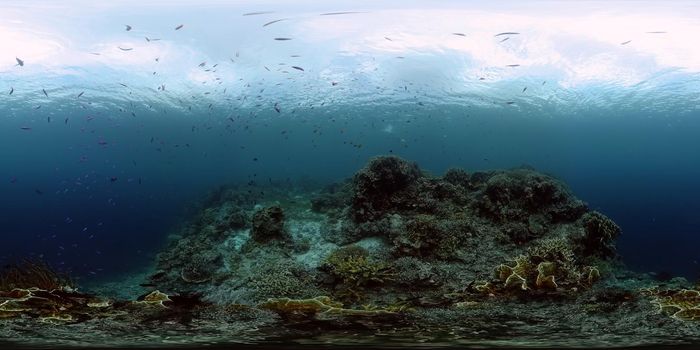 Tropical fishes and coral reef at diving. Underwater world with corals and tropical fishes. Virtual Reality 360.