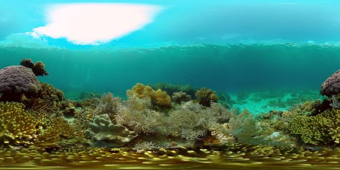 Underwater fish reef marine. Tropical colourful underwater seascape. Philippines. 360 panorama VR