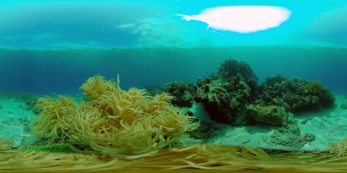 Tropical colourful underwater seascape.The underwater world with colored fish and a coral reef. Philippines. 360 panorama VR