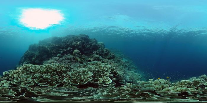 Tropical coral reef and fishes underwater. Hard and soft corals. Philippines. Virtual Reality 360.