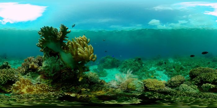 Reef Marine Underwater Scene. Tropical underwater sea fish. Philippines. Virtual Reality 360.