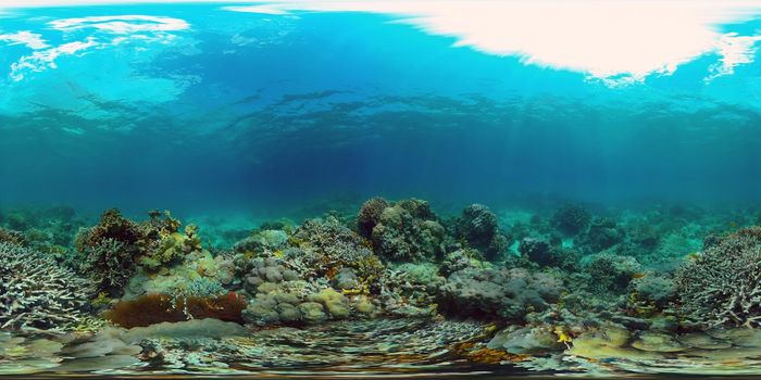 Reef Coral Scene. Tropical underwater sea fish. Hard and soft corals, underwater landscape. Philippines. Virtual Reality 360.