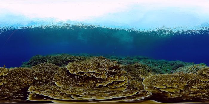Underwater fish reef marine. Tropical colourful underwater seascape. Philippines. Virtual Reality 360.