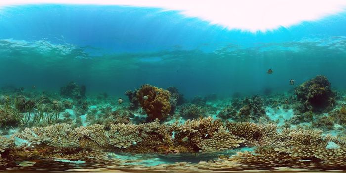 Underwater fish reef marine. Tropical colourful underwater seascape. Philippines. Virtual Reality 360.