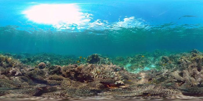Coral reef underwater with fishes and marine life. Coral reef and tropical fish. Philippines. Virtual Reality 360.