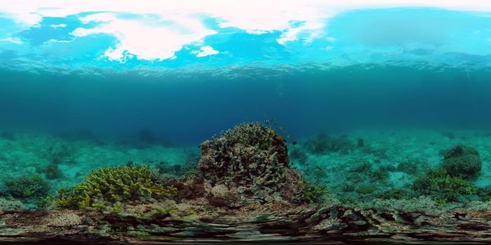 Scene reef. Marine life sea world. Underwater fish reef marine. Philippines. Virtual Reality 360.
