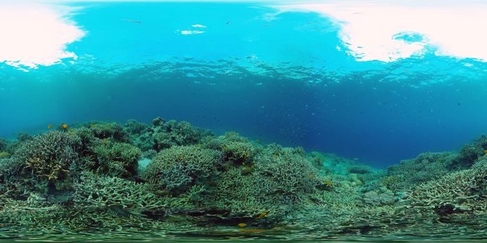 The Underwater World of the with Colored Fish and a Coral Reef. Tropical reef marine. Philippines. Virtual Reality 360.