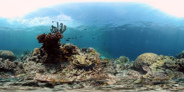 Tropical fishes and coral reef at diving. Underwater world with corals and tropical fishes. Philippines. Virtual Reality 360.