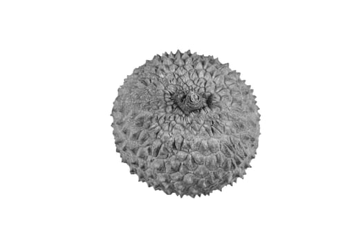 lychee fruit on the background of close-up macro . High quality photo