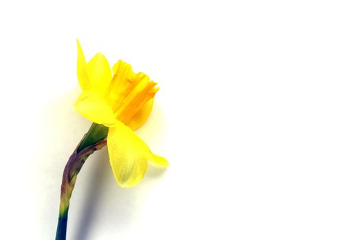 yellow daffodil on a plain background isolate. High quality photo