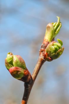 young leaves on tree branches as background. High quality photo