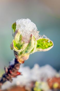 blooming tree branches with snow as background. High quality photo