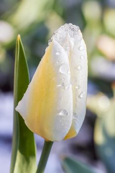 yellow Tulip covered with snow as background. High quality photo