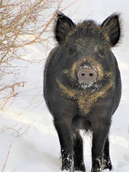 wild boar in the snow. High quality photo