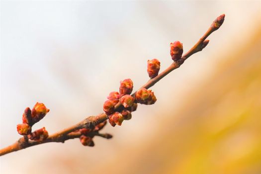 branch of a tree with leaves on background of sky . High quality photo