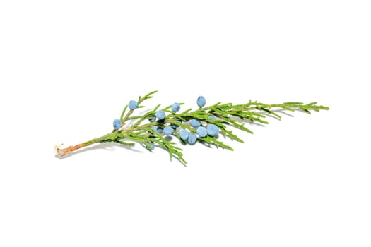 juniper branch with fruit on a white background. High quality photo