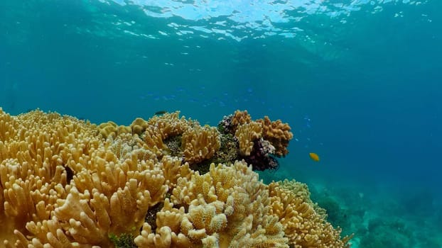 Tropical fishes and coral reef, underwater footage. Seascape under water. Philippines.