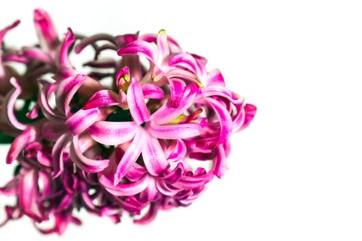 hyacinth flower on an isolated background macro. High quality photo