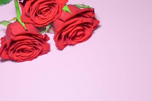 red roses on a purple background macro. High quality photo