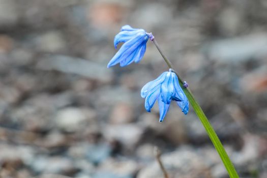 snowdrops proleski close up as background. High quality photo