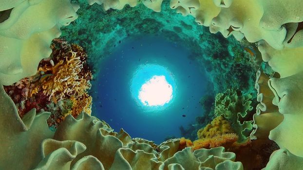 Underwater fish reef marine. Tropical colorful underwater seascape with coral reef. Panglao, Bohol, Philippines.
